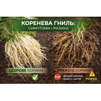 Как распознать и остановить корневую гниль у конопли