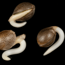 A simple way to germinate cannabis seeds