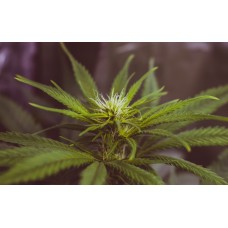 Highest THC Content