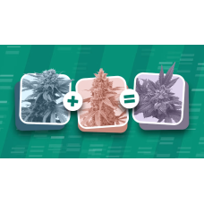 How are new varieties of cannabis created?