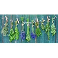 6 plants and herbs that naturally protect marijuana plants from insect attack.