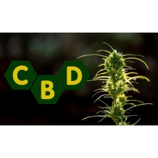 What is CBD or cannabidiol?