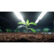 Чому низькостресове тренування оптимальне для автоквітів