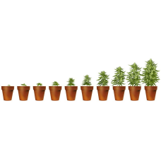 Best lighting modes for autoflowers