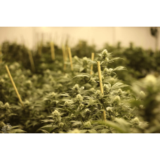 How to Get the Maximum Cannabis Yield