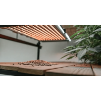 72 hours of darkness before harvest: a secret trick for growers or an overrated myth?