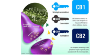 CB1 і CB2: Замки та Ключі Ендоканабіноїдної Системи