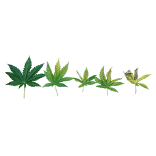 Phosphorus Deficiency in Cannabis