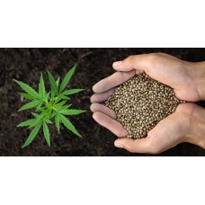 Choosing a cannabis fertilizer
