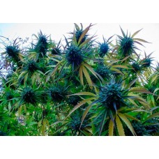 How beginners grow cannabis indor