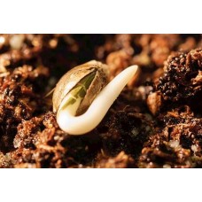 Почему семена конопли не прорастают?