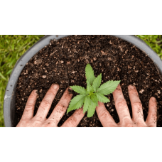 What is the best soil for cannabis