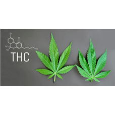 Як підвищити рівень ТГК у рослинах марихуани: поради щодо вирощування