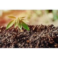 What should be the soil for marijuana?