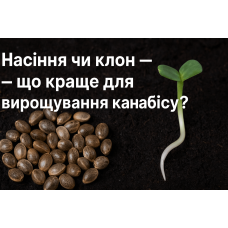 Разница между семенами и клоном в выращивании каннабиса