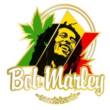 Bob Marley: His marijuana use and reggae music! 