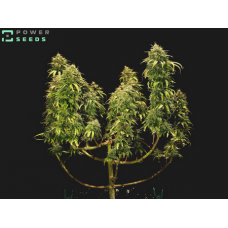 How to Double Your Cannabis Yield!
