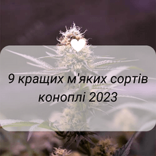 9 Best Soft Cannabis Varieties 2023