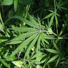 How to grow cannabis seeds