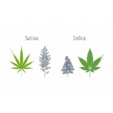 Features of growing indica