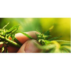 Why Grow Regular (Regular) Cannabis Seeds
