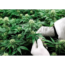 How the excessive pursuit of high THC content is harming cannabis culture