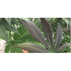 Phosphorus Deficiency in Cannabis
