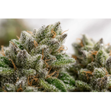 How cannabis gets its taste and aroma