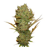 Auto Super Silver Haze