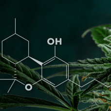 What is the difference between HHC and THC?
