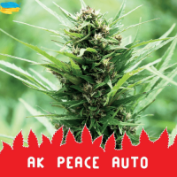 АК Peace Auto
