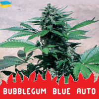 Auto Bubblegum Blue