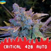 Critical 420 Auto