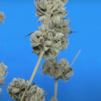 White Widow Auto cannabis seed variety 