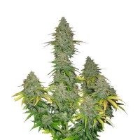 Auto Fast Bud 