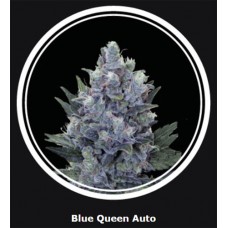 Blue Queen Auto