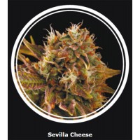 Sevilla Cheese