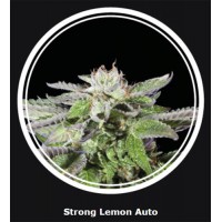  Strong Lemon Auto