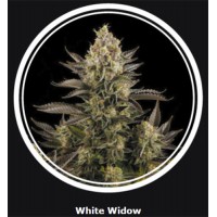 White - Widow