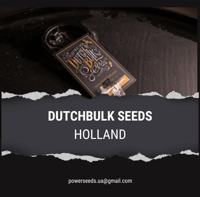 dutch_bulk_seeds