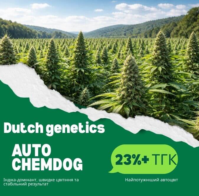 Chemdog