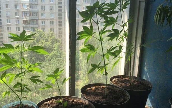 Особенности и подготовка к выращиванию в домашних условиях