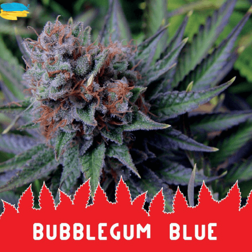 Bubblegum Blue