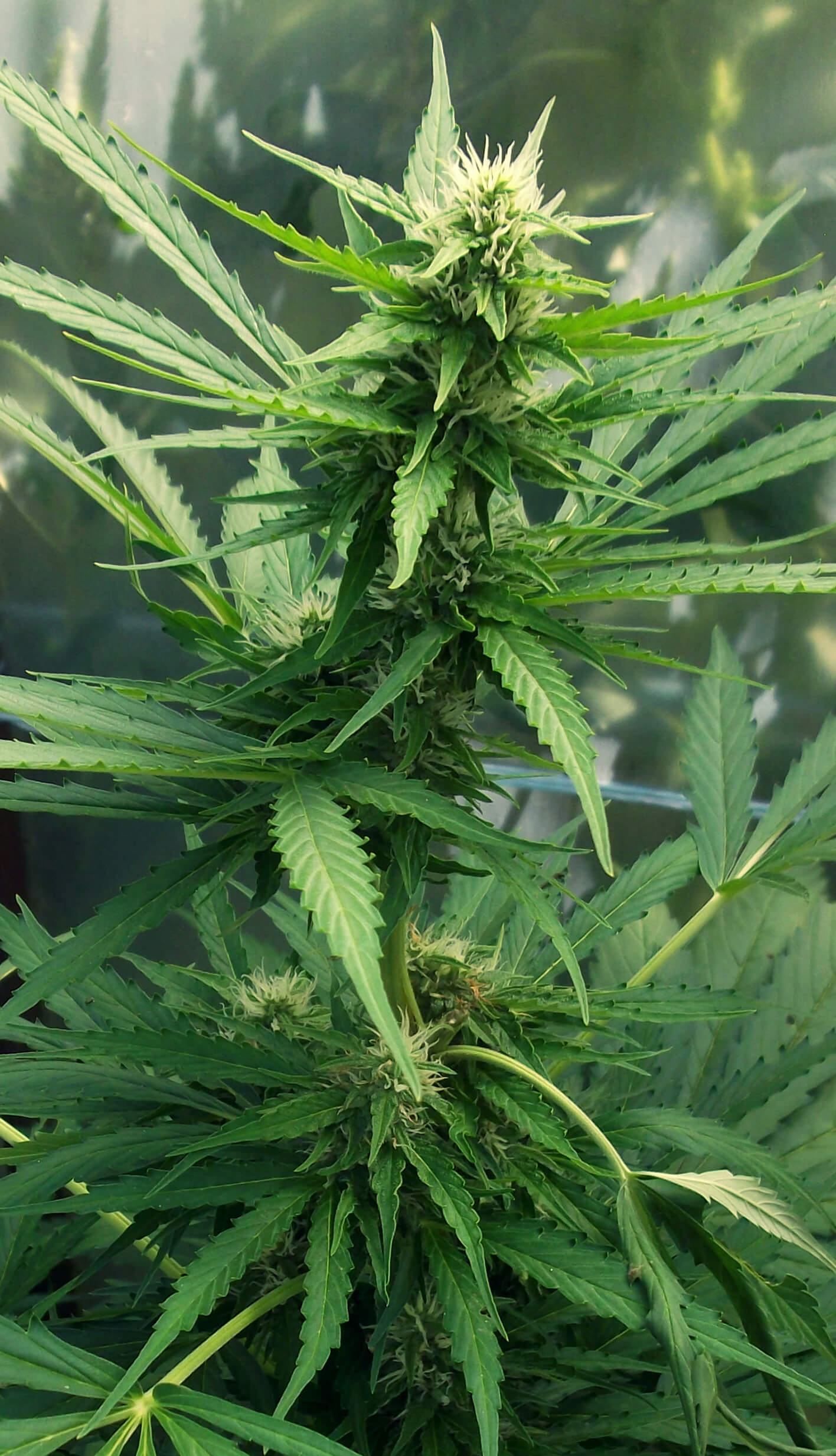 Продажа семян марихуаны челябинск наркотик марихуана