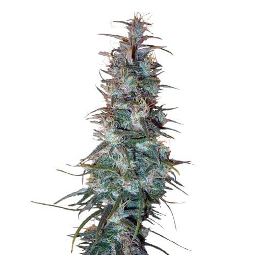 Auto Dr. Grinspoon