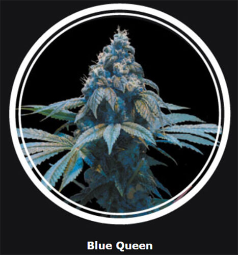 Blue Queen